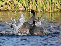 die groot geveg : FRIEDA